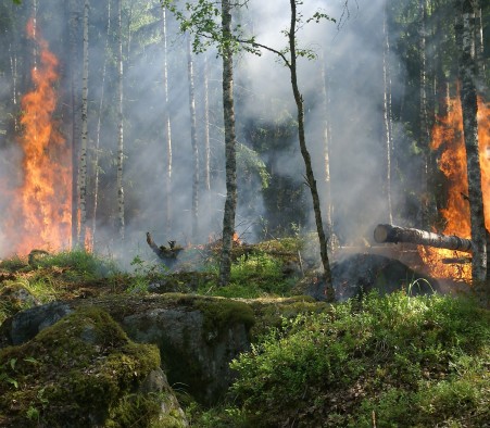 Attention : le risque ''élevé'' d'incendie de feu de forêt est atteint ou dépassé dans de nombreuses zones de Terre-Neuve-et-Labrador